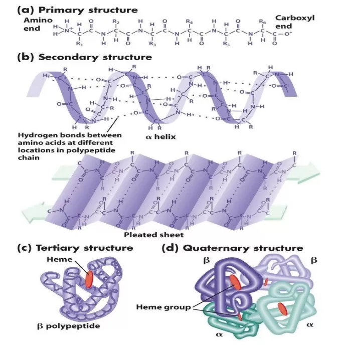 Four levels of protein structure (Gupta et al., 2017)